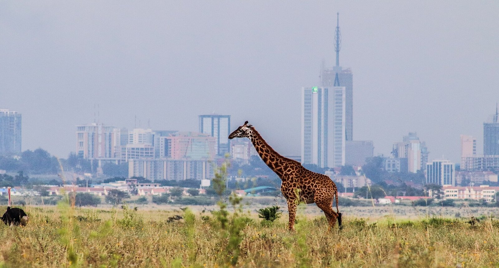 Giraffe in Nairobi National Park with the Nairobi skyline behind