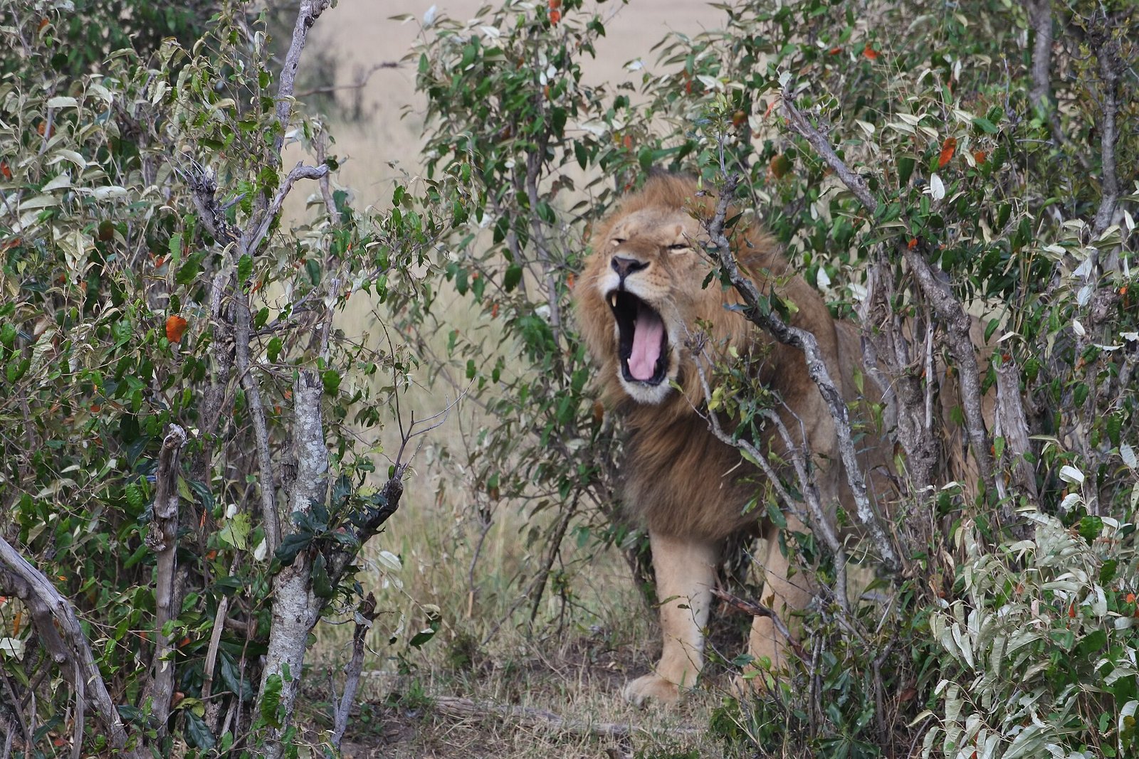 Lion in Nairobi National Park