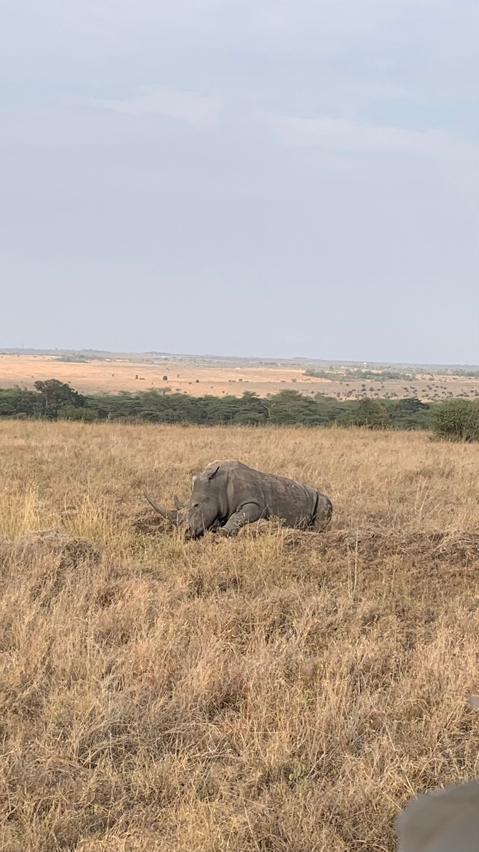Rhino in Nairobi National Park