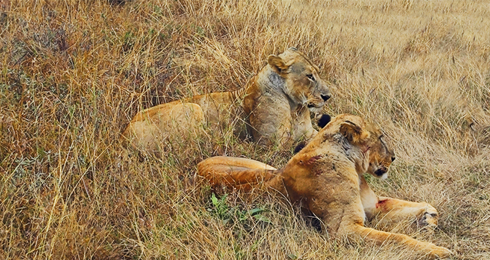 Lionesses on dry Nairobi National Park grassland