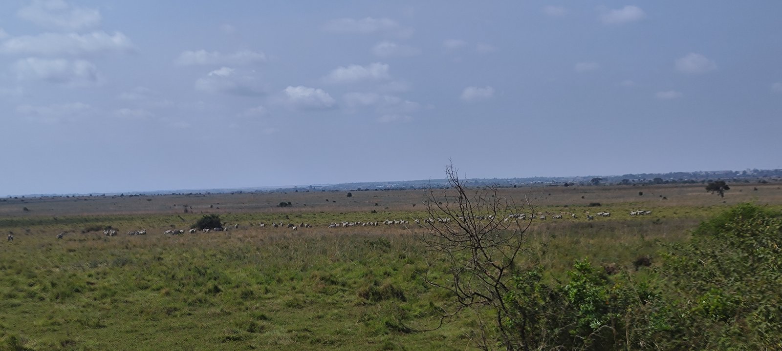 Nairobi National Park grassland